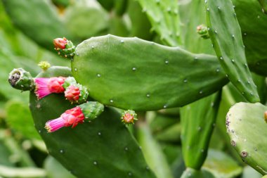 Yeşil pedli dikenli armut kaktüsü ve açık havada yetişen pembe çiçek tomurcukları. Tropik sulu bitki örtüsü çöl bitki örtüsü, esneklik ve botanik büyümeyi gösteriyor..