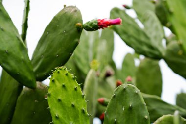 Yeşil pedli dikenli armut kaktüsü ve açık havada yetişen pembe çiçek tomurcukları. Tropik sulu bitki örtüsü çöl bitki örtüsü, esneklik ve botanik büyümeyi gösteriyor..