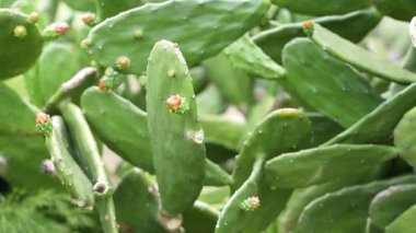 Açık havada yetişen küçük çiçek tomurcukları olan yeşil dikenli armut kaktüslerinin yakın çekim görüntüleri. Doğal bitki dokusu, botanik arka plan, çöl bitki örtüsü konsepti, sürdürülebilir doğa ve kurak bitki yaşamı..