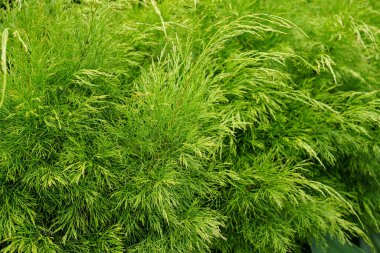 Taze yeşil yapraklar, iğne benzeri yapraklar, doğal gün ışığında yakalanmış. Doğa, eko, sürdürülebilirlik, tazelik ve botanik tasarım için verimli bitki dokusu idealdir..