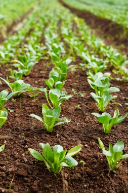 Bir sebze çiftliğinde toprakta yetişen taze yeşil pak choy bitkileri. Genç bok choy yaprakları düzenli sıralarda doğal gün ışığı altında organik tarım, tarım, sürdürülebilirlik ve sağlıklı besinleri temsil eder..