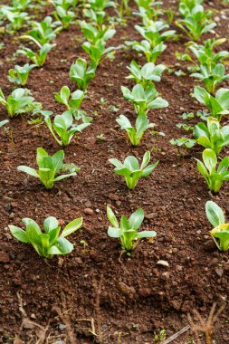 Bir sebze çiftliğinde toprakta yetişen taze yeşil pak choy bitkileri. Genç bok choy yaprakları düzenli sıralarda doğal gün ışığı altında organik tarım, tarım, sürdürülebilirlik ve sağlıklı besinleri temsil eder..