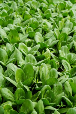 Bereketli topraklarda yetişen yemyeşil yapraklı bitkiler ve doğal bolluk. Sürdürülebilir tarım, organik sebze yetiştirme, taze hasat ve bitki temelli tarım kavramı.