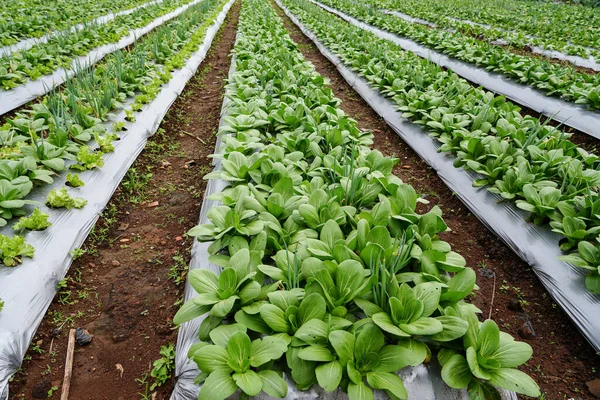 Bir çiftlikte yetişen taze yeşil sebzeler. Paket çikolatası, bochoy, soğan ve marul da dahil. Sağlıklı ekinler ve toprak sıralarının olduğu sürdürülebilir tarım arazisi doğal gün ışığı altında.