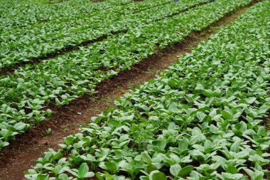 Genç pak choy ya da bok çukulata bitkileri tarımsal bir tarlada düzenli olarak yetişiyor, sürdürülebilir sebze yetiştiriciliğini, organik gıda üretimini ve taze Asya yapraklı yeşillikleri gösteriyor..