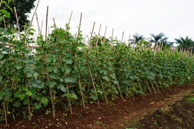Dışarıdaki bir çiftlikte bambu çardaklarında büyüyen salatalıkların geniş görüşü, kırsal bir çevrede organize sebze yetiştirme sıralarını, verimli toprağı ve sürdürülebilir tarım uygulamalarını gösteriyor..