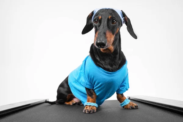 Spor üniformalı aktif dachshund köpeği pençeli bileklikler ve kafa bandı ile koşu bandı üzerinde haftalık koşu, ön görüş, beyaz arka plan. Sağlıklı yaşam tarzı ve fitnes