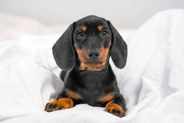 服从的可爱的黑色和棕褐色的腊肠小狗坐在白色的毛毯上，眼睛直勾勾地盯着卧室。幼犬温柔的肖像 — 图库照片