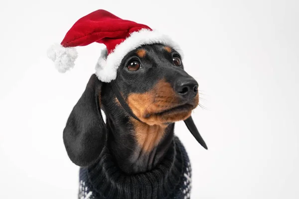 Close up retrato de bonito pequeno dachshund filhote de cachorro preto e bronzeado usando Papai Noel chapéu vermelho e branco. adorável Natal ou Ano Novo conceito — Fotografia de Stock