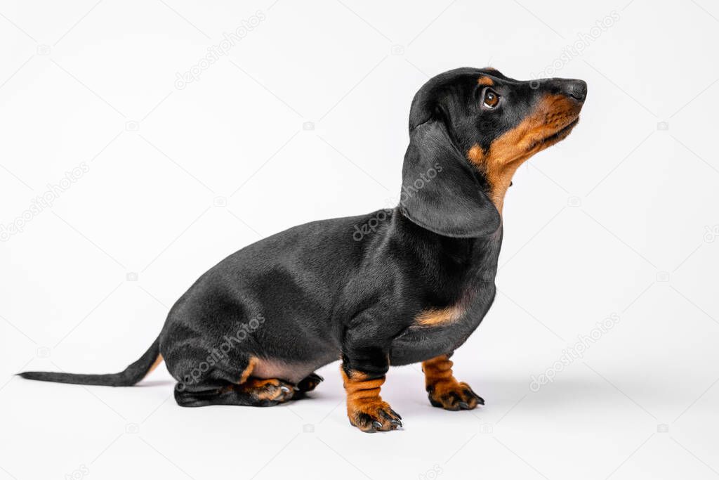 Curious dachshund puppy sits posing on white background and watching something with interest, copy space. Baby dog listens carefully to handler during training
