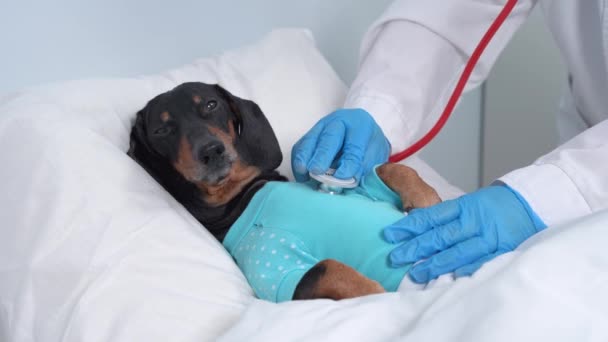 Jezevčík pes, černý a opálený, spí v posteli s vysokou horečkou teploty, nebo virus, pokrytý přikrývkou, veterinář konkurzy pes se stetoskopem. — Stock video