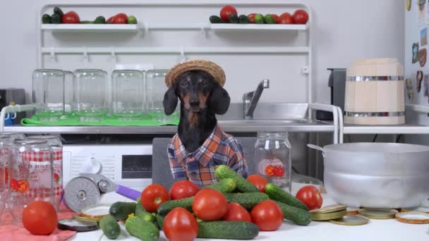 Ciudat câine fermier dachshund în cămașă carouri și pălărie de paie pregătește echipamente și produse pentru conservarea legumelor, fructe pentru iarnă acasă și bea apă din conserve de roșii. latră tare — Videoclip de stoc