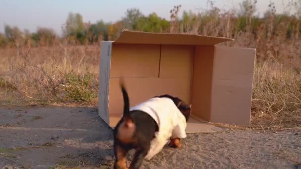 Bezdomny lub zagubiony samotny jamnik szczeniak w starym brudnym t-shircie znalazł kartonowe pudełko do spania i wykorzystania jako schronienie w nocy i przy złej pogodzie — Wideo stockowe