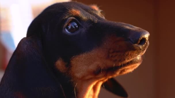 Portretul cățelușului drăguț dachshund în lumina caldă a soarelui de răsărit sau apus, aproape. Câinele neliniștit își întoarce capul dintr-o parte în alta în confuzie și nerăbdare — Videoclip de stoc