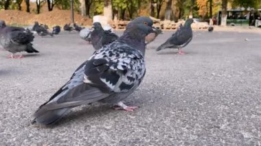 Bir sürü güvercin asfalt yüzeyde bir ileri bir geri yürüyüp parkın yakınındaki caddede yiyecek arıyor. Bir güvercin kameraya yakından bakıyor..