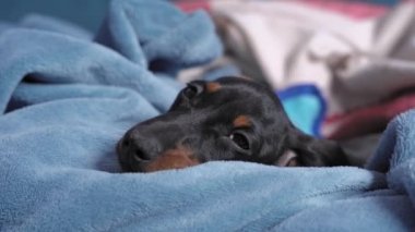 Şirin yalnız köpek yavrusu sıcak battaniyelerin arasında uzanıyor ve evcil hayvan yatağında uyuyor, kapat. Üzgün yavru köpek hayvan barınağında ya da köpek kulübesinde evlat edinilmeyi bekliyor.