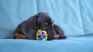 Yavru dachshund oynar ve dişlerini kaşımak için silikon oyuncağı kemirir.