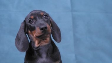 Komik aptal dachshund köpeği evde mavi kanepede tek başına oturuyor pençesinden pençesine, başını sallıyor ve kulaklarını sallıyor, dağınıklık yaratmak için kaçıyor.