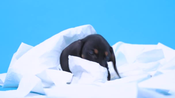 Naughty dachshund puppy stole and tore toilet paper, got tangled, looks guilty at the owner. Hyperactive baby dog stayed home alone and made a mess because of growing itching fangs. — Stock Video