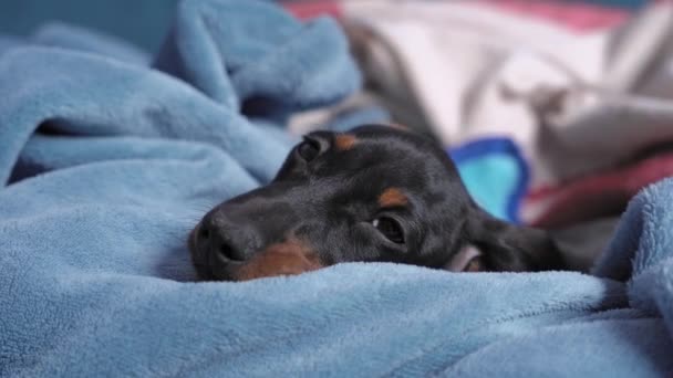 Lindo perrito salchicha solitario se encuentra entre las mantas calientes y se duerme en la cama de mascotas en casa, de cerca. Triste perro bebé está a la espera de ser adoptado en refugio de animales o perrera — Vídeos de Stock