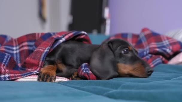 Siyah ve bronz köpek yavrusu dachshund yuvasında ya da yatağında uyur, yumuşak battaniyeyle örtülmüş ve uyanır, gözlerini açar ve dışarı çıkar. Evcil hayvan konsepti çok hoş. — Stok video