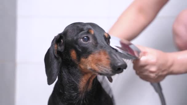 Linda dachshund negro y bronceado tienen una ducha de baño de su propietario, de pie en el suelo de cerámica y entrecerrar los ojos con placer. Relájate perro en casa concepto. Procedimiento de higiene diaria para mascotas. — Vídeos de Stock