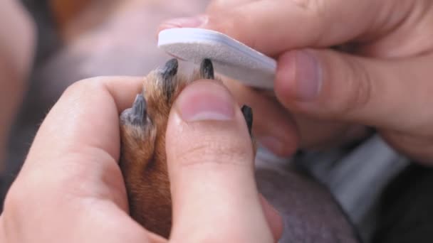 Osoba mele drápy domácího mazlíčka pilníkem na nehty, zavřít. Profesionální kosmetická péče pro zvířata doma, v salonu nebo veterinární lékař — Stock video