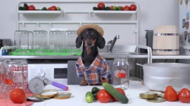 Ekose gömlekli ve hasır şapkalı komik dachshund çiftçi köpeği sebze konserveleri için ekipman ve ürünler hazırlar, kışın evde meyve ve domates konservesinden su içer.