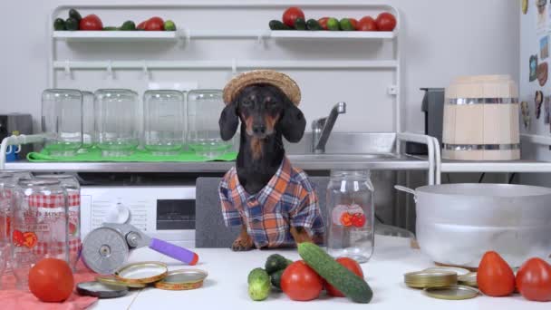 Il cane di contadino di bassotto divertente in camicia plaid e cappello di paglia prepara attrezzature e i prodotti per inscatolamento di verdure, frutta per l'inverno a casa e beve l'acqua da scatola di pomodori. — Video Stock