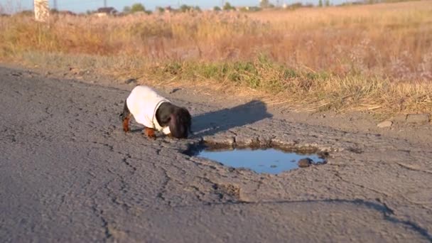 Άστεγος ή χαμένος μοναχικός dachshund κουτάβι φορώντας παλιά βρώμικο t-shirt ψάχνουν για φαγητό μυρίζει νερό σε λακκούβα στο δρόμο. Πρόβλημα αδέσποτων ζώων και κρατικών καταφυγίων — Αρχείο Βίντεο