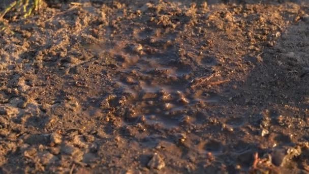 Gotas de chuva caem em solo seco levantando poeira e formando uma poça, de perto. Temporada chuvosa bem esperada após seca prolongada. Acalme-se antes da tempestade. Rega da cultura — Vídeo de Stock