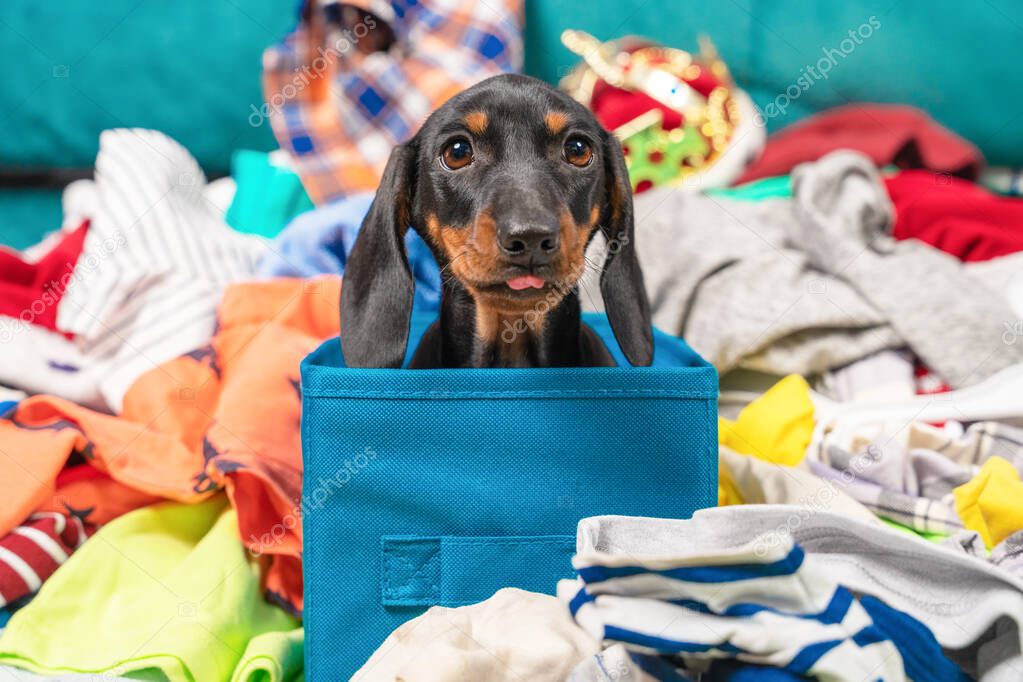 Funny dachshund puppy sits in cloth storage box shows tongue, clothes scattered around. Naughty playful baby dog interferes with cleaning or packing stuff