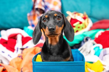 Mavi tekstil sepetinde oturan ve kameraya bakan sevimli siyah ve bronz köpek yavrusu dachshund portresini yakından çek. Arka planda bir sürü dağınık kıyafet, sevimli köpek gözleri.