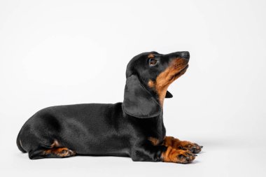 Yavru köpek eğitim sırasında idareciyi dikkatle dinler. İtaatkar dachshund köpek yavrusu Yat komutunu çalıştırır, beyaz arkaplan, kopyalama alanı, kenar görünüm