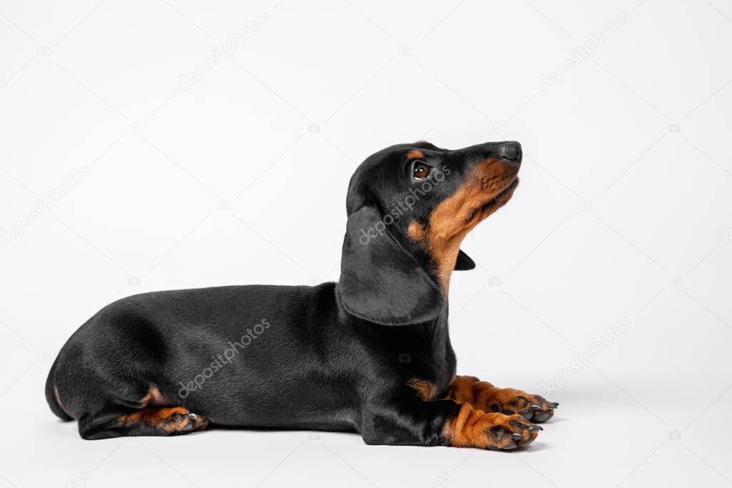 Baby dog listens carefully to handler during training. Obedient dachshund puppy executes the Lie down command, white background, copy space, side view