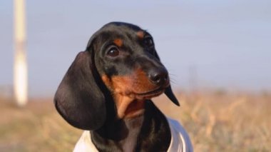 Tatlı itaatkar köpek yavrusu beyaz t-shirtlü trenlerde ve güneşli bir günde dışarıda yeni numaralar öğreniyor ve ödül olarak muamele görüyor, yakın plan, bulanık arka plan.
