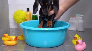 Şirin, kirli dachshund köpeği banyo yapmak için plastik havuza konur ve yavru köpek itaatkar bir şekilde oturur ve prosedürü bekler. Yıkama bezi, şampuan şişeleri evcil hayvanlar ve oyuncak ördekler için.