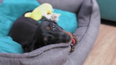 Şirin köpek yavrusu dachshund kendi yumuşak yuvasını kemiriyor. Diş değiştirmekten ya da evde yalnız kalmaktan kaynaklanan yıkıcı davranışlar.