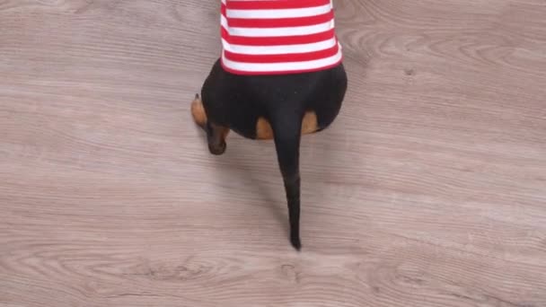 Half dachshund in striped t-shirt in the frame, top view. Dog happily wags its tail and suddenly stops when it sees or hears something strange or shocking. Learning new trick — Stock Video