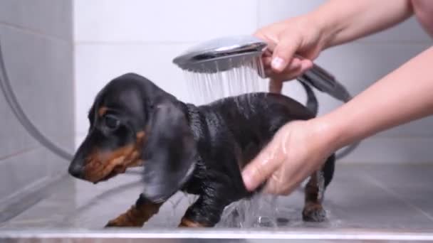 Процес миття маленької щенячої таксі людськими руками. Ретельно обробляти, даючи частування перед душем. Мила домашня тварина тренування гігієни рутини — стокове відео