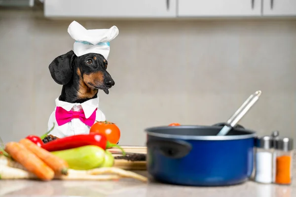Komik, şirin bir dachshund köpeği, bir kep ve şefin bir takım elbisesi, ve mutfakta sebzelerin arasında pembe bir papyon ve çeşitli yemek takımları.