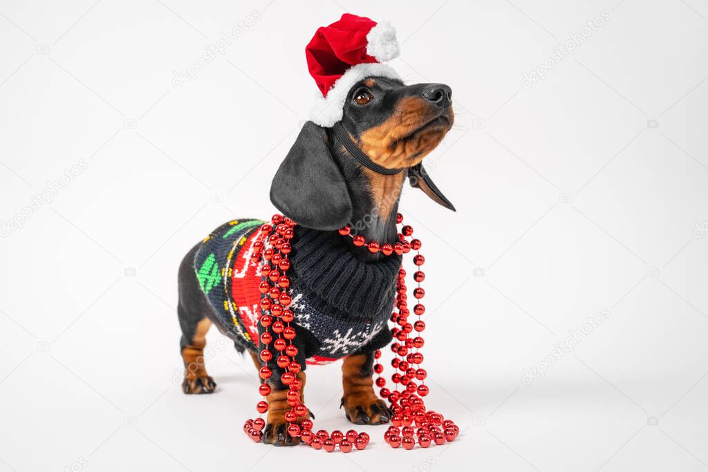 Funny dachshund puppy in warm knitted Christmas jacket, Santa hat and with shiny garland around neck poses for holiday photo shoot or advertisement on white background, front view, copy space