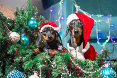 Yaramaz yetişkin dachshund köpeği ve Noel Baba kostümlü huzursuz köpek yapay Noel ağacını çelenk ve şenlik toplarıyla doldurdular, suç mahallinde dallarının arasında oturuyorlar.