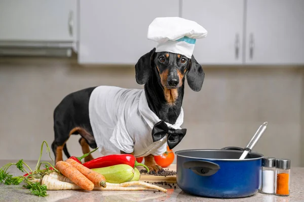 Black and tan dachshund cooker wearing white chef hat and robe and a pink bow tie in the kitchen, in cooking process