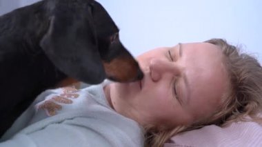 Yaramaz dachshund köpeği yemek yemek ya da yürümek istiyor bu yüzden sabahın köründe genç bir kadının yüzünü yalıyor. Zamana alışık olmayan evcil hayvanlara bakmak