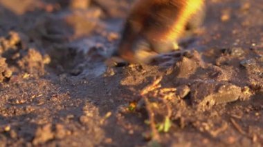 Köpeğin patisi çamura basar, yaklaş. Yağmurdan sonra köpüklü, sulu havada evcil hayvanla yürümek. Yavrular su birikintilerinde koşup çamurda yuvarlanmayı severler.