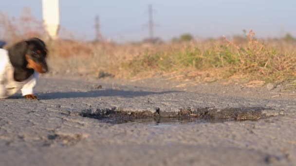 Cachorro dachshund infeliz sem-teto vestindo t-shirt suja velha bebe água da poça formada em buraco na estrada, fundo borrado. Problema dos animais vadios e abrigos — Vídeo de Stock