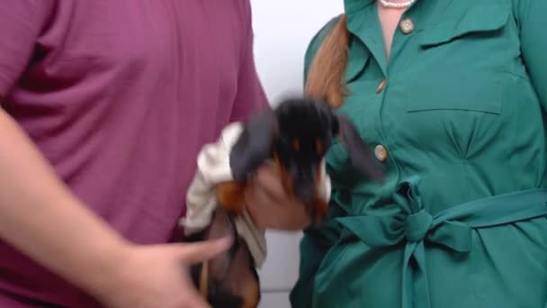 Couple adopted cute dachshund puppy to give to their child. Man pulls adorable baby dog in white t-short from behind making pleasant surprise, close up — Stock Video