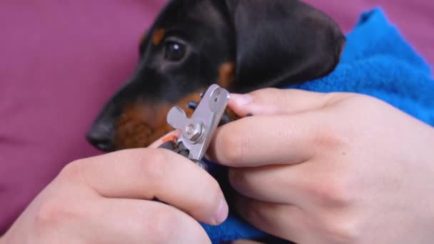 Owner or veterinarian gives professional manicure to cute obedient dachshund puppy with special nail clippers for cutting claws of pets. Hygiene and health procedures — Stock Video