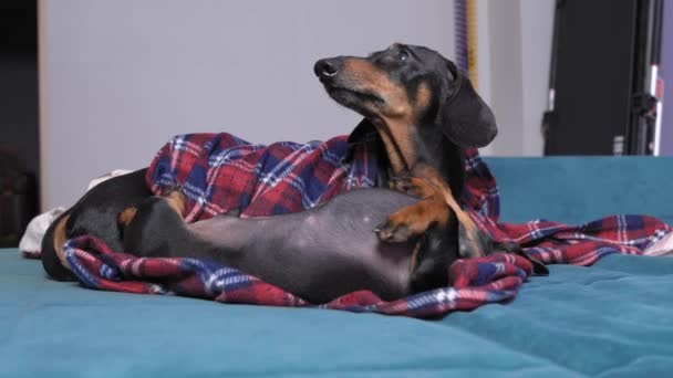 Deux jolies teckshunds, adultes et petits mâles, couchés sur un canapé bleu, recouverts de carreaux. Chiot ludique mord et essaie de jouer avec un gros chien, adorable scène de la maison avec des animaux de compagnie, père et fils — Video